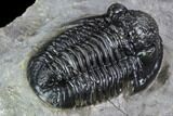 Detailed Gerastos Trilobite Fossil - Morocco #107294-4